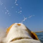 海で泳ぐ犬