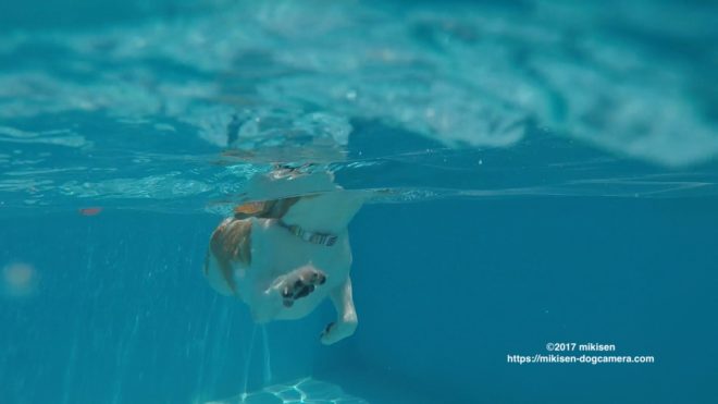 ゴープロで撮った動画から静止画を切り出す方法 簡単です 台湾在住ビーグル犬モモの飼い主