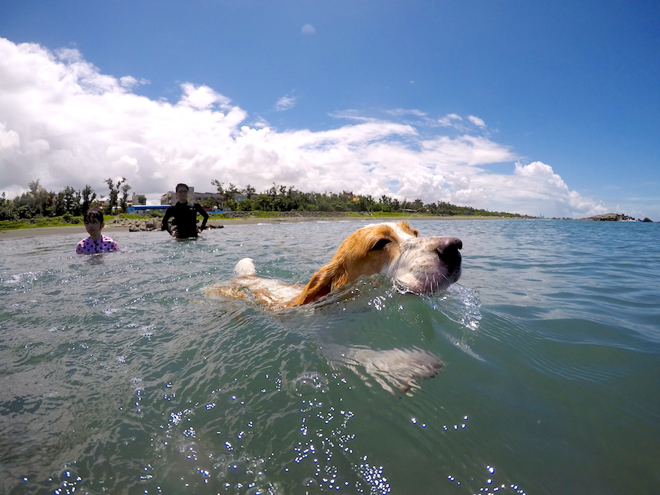 ゴープロを日常で スポーツしない人のための使い道 犬とカメラのある生活 In Taiwan