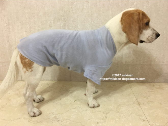 Tシャツをリメイク ワンコの服の作り方 型紙なしで簡単に作れます 犬とカメラのある生活 In Taiwan