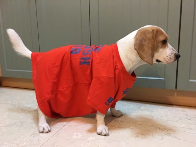 ぶかぶかの服の犬の写真