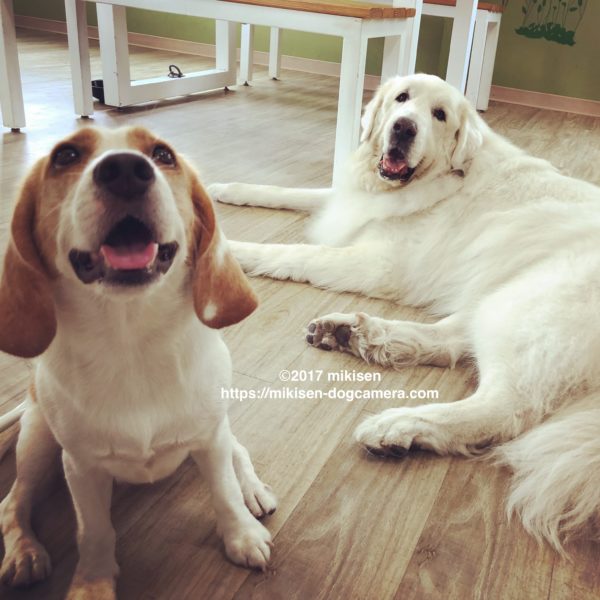 ビーグルと白い犬