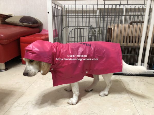 レインコートを着た犬