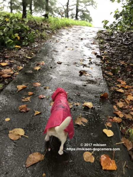 レインコートを着て散歩する犬