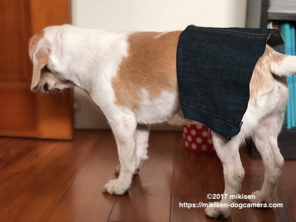 いらないレギンスをリメイク ワンコのスカートの作り方 犬とカメラのある生活 In Taiwan