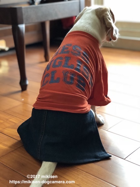 いらないレギンスをリメイク ワンコのスカートの作り方 犬とカメラのある生活 In Taiwan