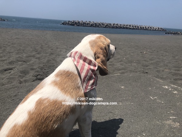 お手持ちの首輪に通すだけ リバーシブルの犬用バンダナの作り方 犬とカメラのある生活 In Taiwan