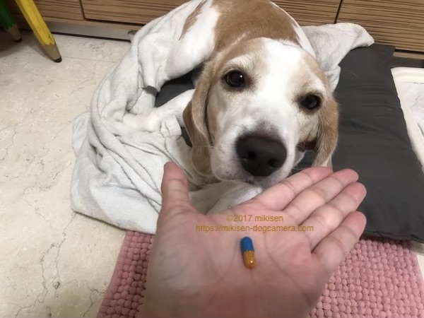 エールリヒアの薬を飲む犬