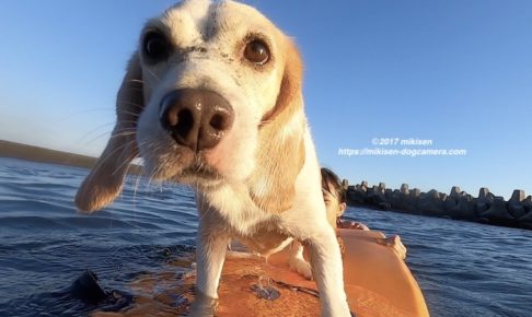 サーフィン犬