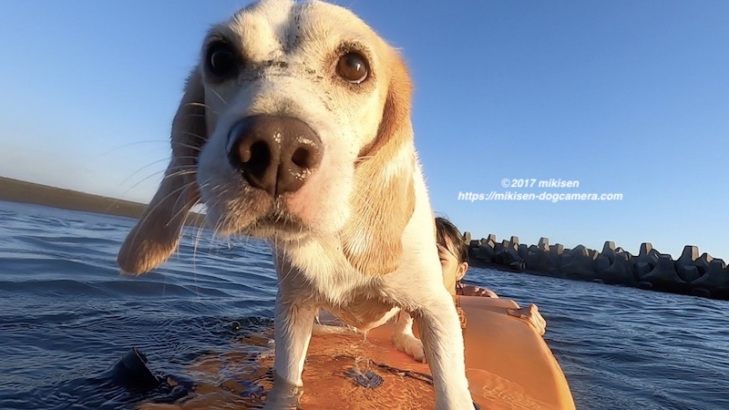 サーフィン犬
